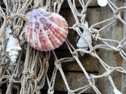 Seashell Net