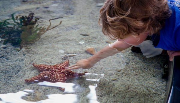 Kid experiencing the Mote Marine Aquarium 