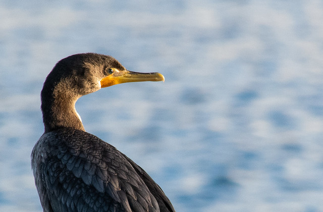 Double crested cormorant Siesta Key