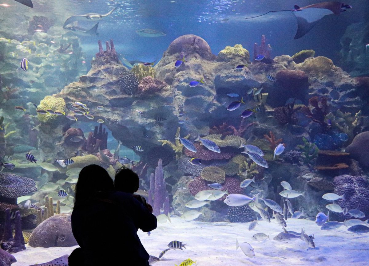 Mote aquarium in Sarasota